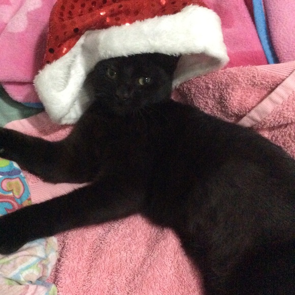 Meet your Posher, Viviana - Picture 1 of 1